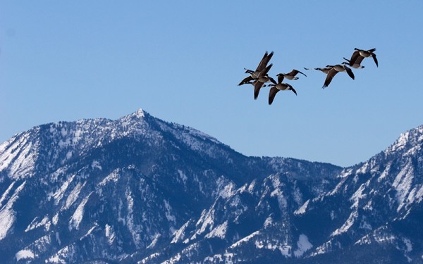canada geese over boulder, co