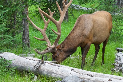 Bull elk at Yellowstone National Park