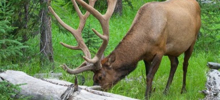 Bull elk at Yellowstone National Park